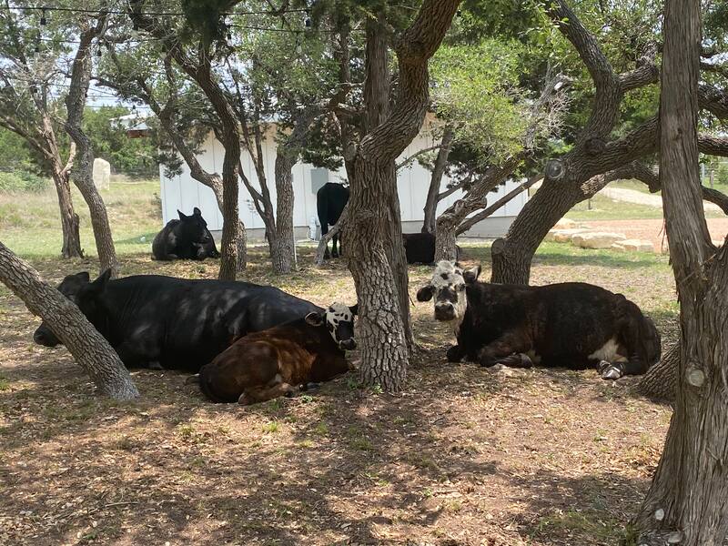 Cattle resting beneath mature Hill Country trees